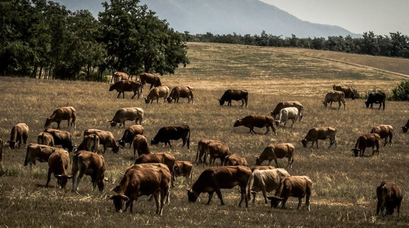 Σκοπιανοί βοσκούσαν τα βόδια τους παράνομα σε ελληνικούς αγρούς